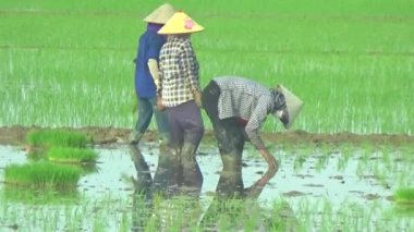 Pirinç alanında dikim çiftçiler