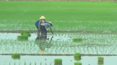 Pirinç alanında dikim çiftçiler