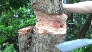 Ağacı bıçakla kesen adam.