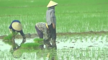 Pirinç alanında dikim çiftçiler
