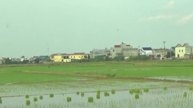 Pirinç alanında dikim çiftçiler