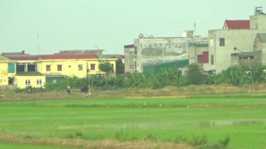 Pirinç alanında dikim çiftçiler