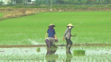 Pirinç alanında dikim çiftçiler