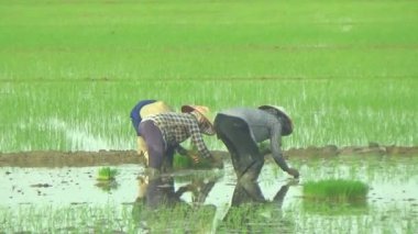 Pirinç alanında dikim çiftçiler