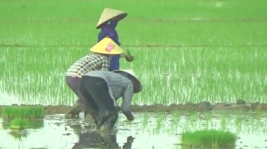 Pirinç alanında dikim çiftçiler