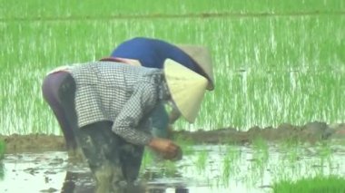 Pirinç alanında dikim çiftçiler