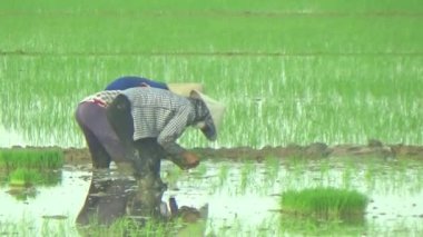 Pirinç alanında dikim çiftçiler