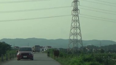 ağaç üzerinde arı kovanı