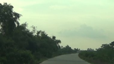 ağaç üzerinde arı kovanı