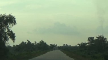 ağaç üzerinde arı kovanı