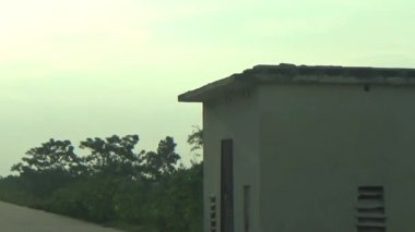 ağaç üzerinde arı kovanı