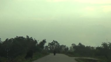 ağaç üzerinde arı kovanı