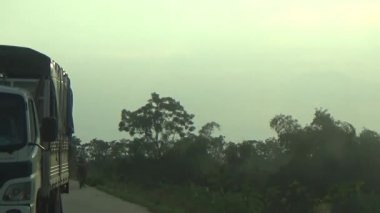 ağaç üzerinde arı kovanı