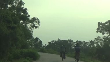 ağaç üzerinde arı kovanı