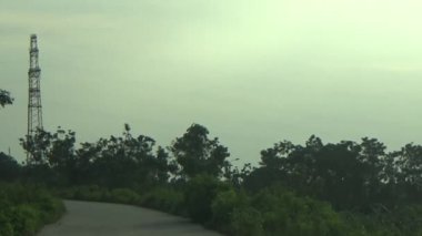 ağaç üzerinde arı kovanı