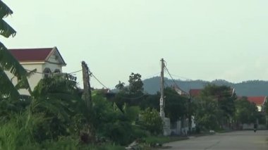 ağaç üzerinde arı kovanı