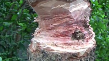 Ağacı bıçakla kesen adam.