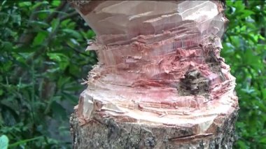 Ağacı bıçakla kesen adam.