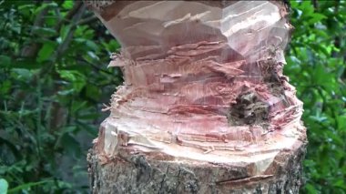 Ağacı bıçakla kesen adam.