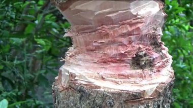 Ağacı bıçakla kesen adam.