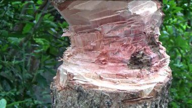 Ağacı bıçakla kesen adam.