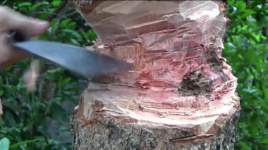 Ağacı bıçakla kesen adam.