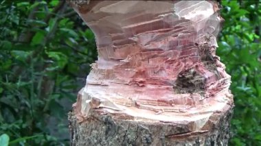 Ağacı bıçakla kesen adam.