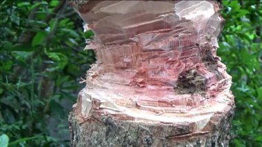 Ağacı bıçakla kesen adam.