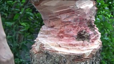 Ağacı bıçakla kesen adam.