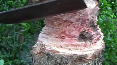 Ağacı bıçakla kesen adam.