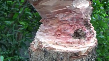 Ağacı bıçakla kesen adam.