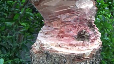 Ağacı bıçakla kesen adam.