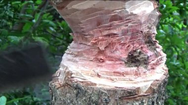 Ağacı bıçakla kesen adam.