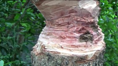 Ağacı bıçakla kesen adam.