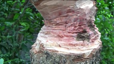 Ağacı bıçakla kesen adam.