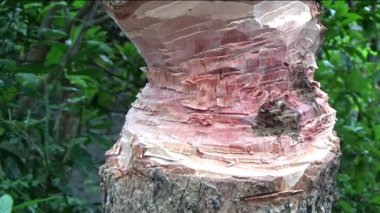 Ağacı bıçakla kesen adam.