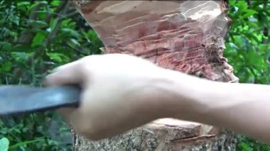 Ağacı bıçakla kesen adam.