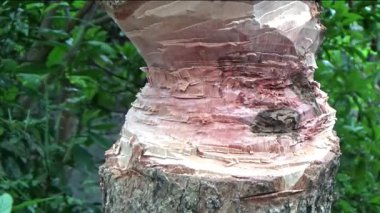 Ağacı bıçakla kesen adam.