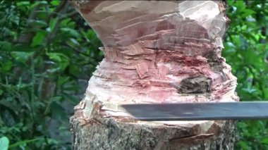 Ağacı bıçakla kesen adam.