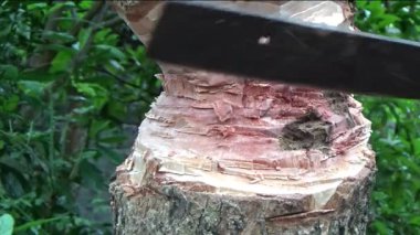 Ağacı bıçakla kesen adam.