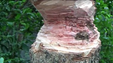 Ağacı bıçakla kesen adam.