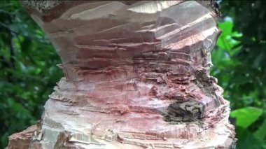 Ağacı bıçakla kesen adam.