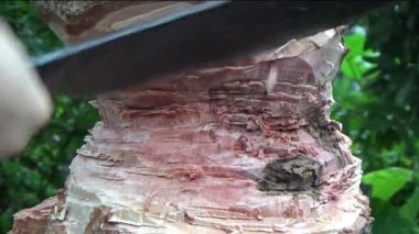 Ağacı bıçakla kesen adam.