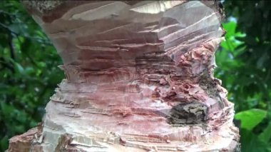 Ağacı bıçakla kesen adam.