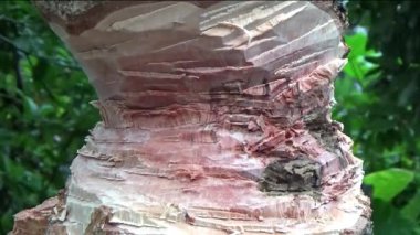 Ağacı bıçakla kesen adam.