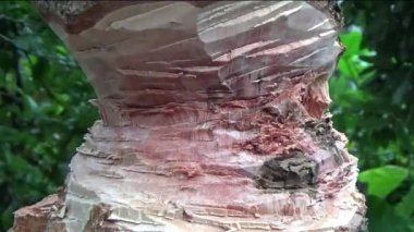 Ağacı bıçakla kesen adam.