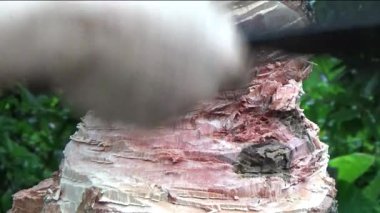 Ağacı bıçakla kesen adam.