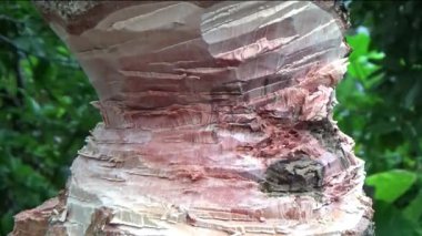 Ağacı bıçakla kesen adam.