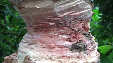 Ağacı bıçakla kesen adam.