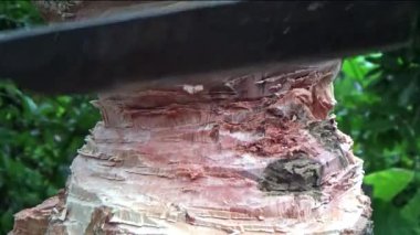 Ağacı bıçakla kesen adam.